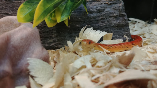 Pet Supply Store «PetSmart», reviews and photos, 1040 Cross Creek Dr, Saltillo, MS 38866, USA