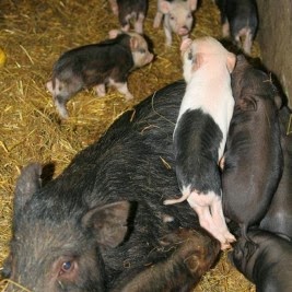 Comentarii opinii despre Ferencz Porta Őrség