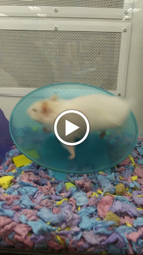 Pet Supply Store «Petco Animal Supplies», reviews and photos, 1951 N Military Trl c, West Palm Beach, FL 33409, USA