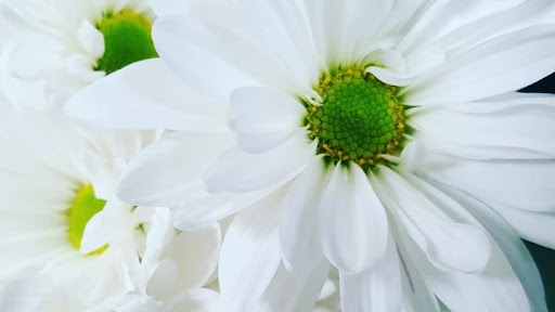 Florist «Shananne Cain Florist Inc», reviews and photos, 123 N Central Ave, Umatilla, FL 32784, USA