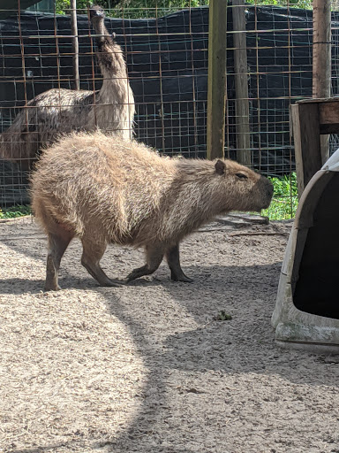 Zoo «Florida International Teaching Zoo», reviews and photos, 7725 FL-48, Bushnell, FL 33513, USA