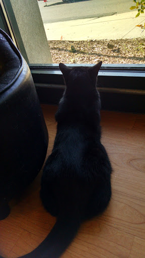 Pet Supply Store «Pet Supplies Plus», reviews and photos, 2057 S Telegraph Rd, Bloomfield Hills, MI 48302, USA