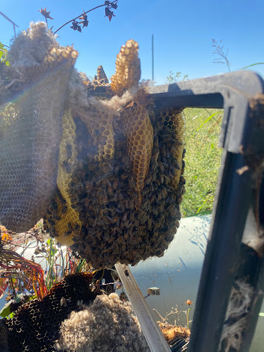 USA Bee Removal