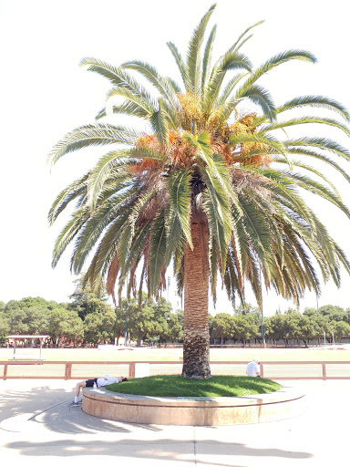 Stadium «Stanford Stadium», reviews and photos, 625 Nelson Rd, Stanford, CA 94305, USA