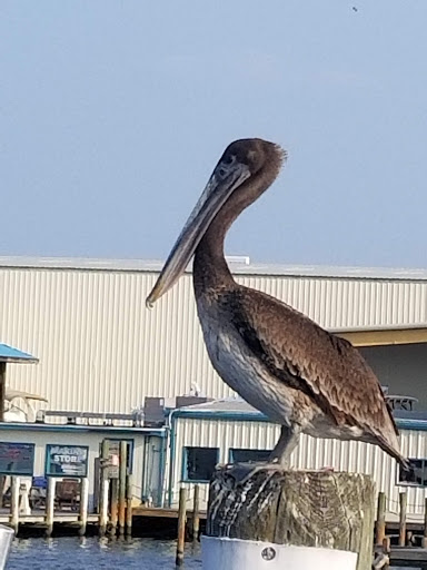 Boat Tour Agency «Sea Screamer», reviews and photos, 3605 Thomas Dr, Panama City, FL 32408, USA