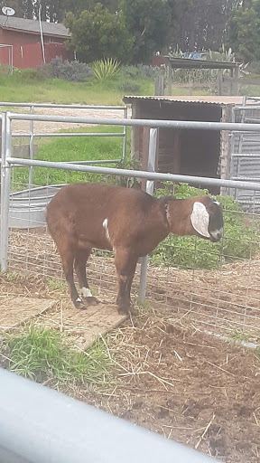 Rancho De Los Animales Inc