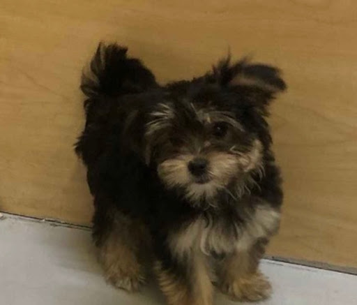 Pet Store «Pet Express», reviews and photos, 100 Independence Way, Danvers, MA 01923, USA