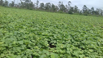 ASOCIACION PROVINCIAL DE PEQUEÑOS PRODUCTORES CORRENTINOS