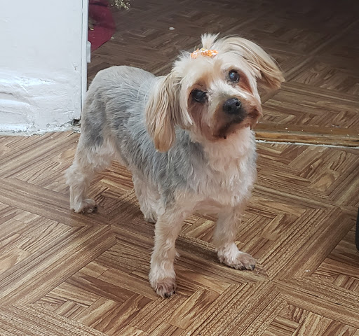 Pet Store «Cross Bronx Pet Shop», reviews and photos, 2064 Cross Bronx Expy, Bronx, NY 10472, USA