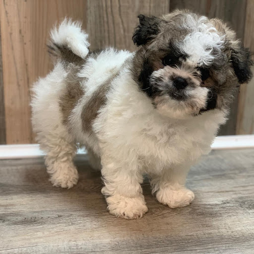 Dog Breeder «Playful Pets», reviews and photos, 115 Ridge Pike, Conshohocken, PA 19428, USA