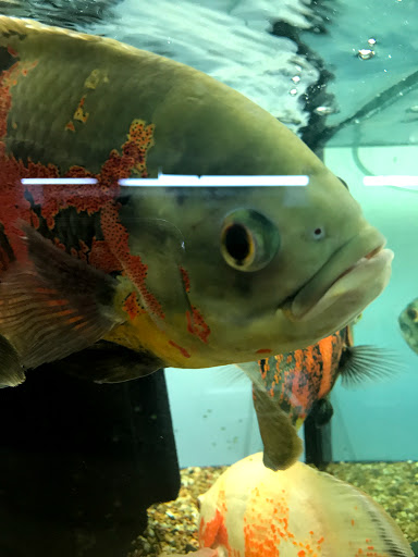 Tropical Fish Store «Aquarium Boutique», reviews and photos, 9035 Garland Rd, Dallas, TX 75218, USA