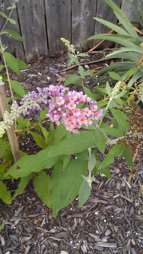 Park «Fox Park», reviews and photos, Ocean Ave, Wildwood, NJ 08260, USA