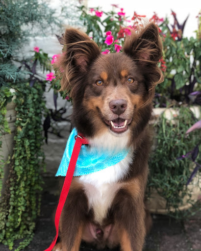 Pet Groomer «The Fetch House», reviews and photos, 130 W Washington St, Madison, GA 30650, USA