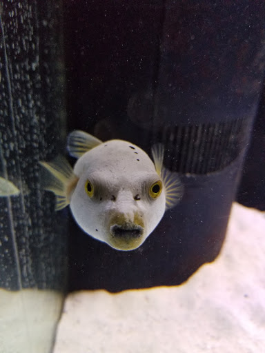 Aquarium «Marine EXTREMES», reviews and photos, 6257 E 21st St N, Wichita, KS 67208, USA