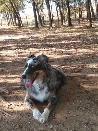 Dog Park «Freedom Dog Park», reviews and photos, 2675 Trophy Park Dr, Roanoke, TX 76262, USA