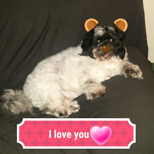 Pet Supply Store «Petco Animal Supplies», reviews and photos, 29560 W Seven Mile Rd, Livonia, MI 48152, USA