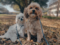 Fur Paws Sake Pet Sitting and Dog Walking LLC - Photo 3 - Car repair in , Dallas