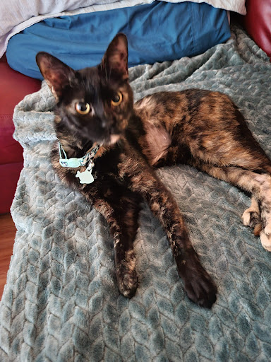 Pet Supply Store «PetSmart», reviews and photos, 1900 W International Speedway Blvd, Daytona Beach, FL 32114, USA