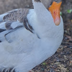 Photo n°1 de l'avis de A. fait le 01/07/2023 à 04:58 sur le  Waldcafé & Biergarten Meyers Hausstelle à Rostock