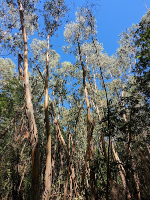 Forêt d'eucalyptus à Saint-Quirc
