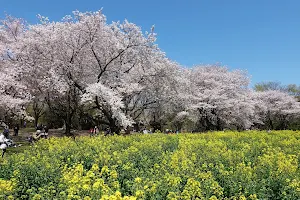 Cherry Blossom Garden image