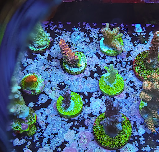 Tropical Fish Store «Shipwreck Cove Custom Aquariums», reviews and photos, 215 S El Camino Real, Encinitas, CA 92024, USA