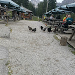 Photo n°3 de l'avis de Anna. fait le 26/07/2022 à 05:20 sur le  Malga Misurina à Auronzo di Cadore