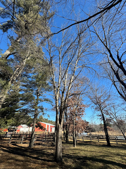 Top Tier Tree LLC