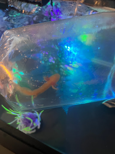 Pet Store «Sierra Fish and Pets», reviews and photos, 601 S Grady Way Suite M, Renton, WA 98057, USA