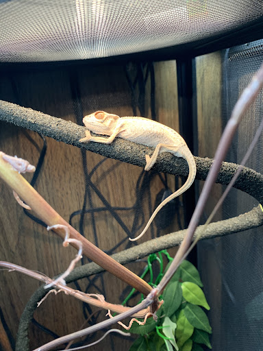 Pet Supply Store «Petco Animal Supplies», reviews and photos, 308 E Meighan Blvd, Gadsden, AL 35903, USA