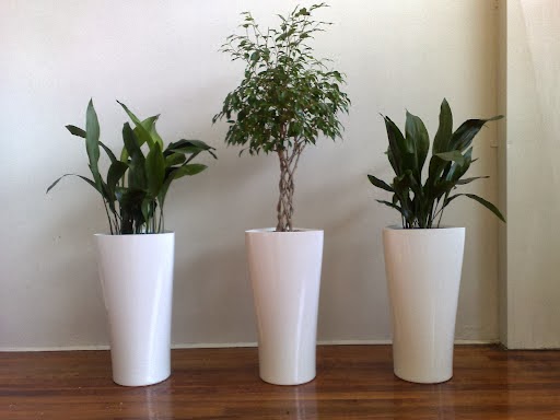 Florax Indoor Plants - Interior designer