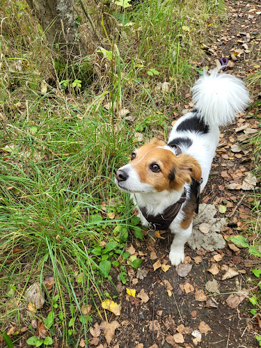 Duffy's Pampered Pets - Dog Walking West Lothian - Dog trainer