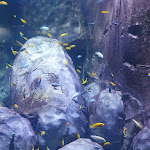 Photo n° 9 de l'avis de Elvia.i fait le 25/02/2022 à 18:50 pour Aquarium de Lyon à La Mulatière