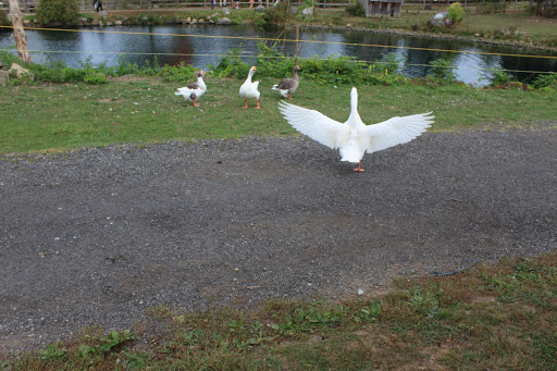 Farm «Russell Orchards», reviews and photos, 143 Argilla Rd, Ipswich, MA 01938, USA