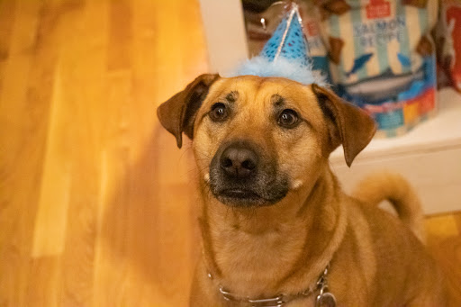 Pet Supply Store «The Fish & Bone, Boston MA», reviews and photos, 217 Newbury St, Boston, MA 02116, USA