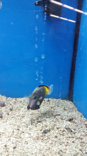 Pet Supply Store «Petco Animal Supplies», reviews and photos, 1350 S Ironton St #120, Aurora, CO 80012, USA