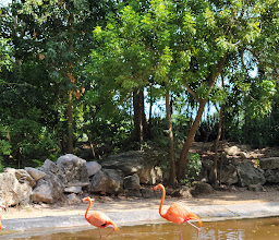 Xaman - Ha Aviary photo