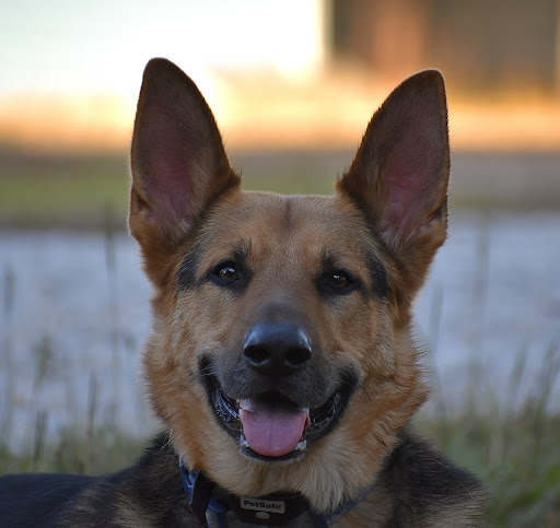 Walhalla Veterinary Clinic: Stroud David P DVM image