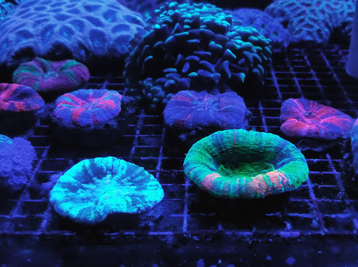 Tropical Fish Store «Aquatic Treasures», reviews and photos, 3211 N Tenaya Way #107, Las Vegas, NV 89129, USA