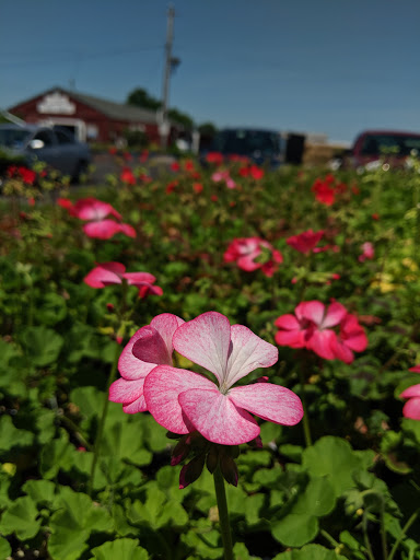 Produce Market «Solly Brothers», reviews and photos, 707 Almshouse Rd, Warminster, PA 18974, USA
