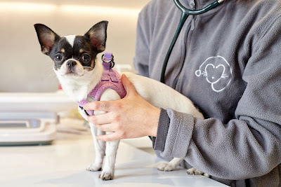 Clinique vétérinaire La Boétie Paris - Sevetys à Paris