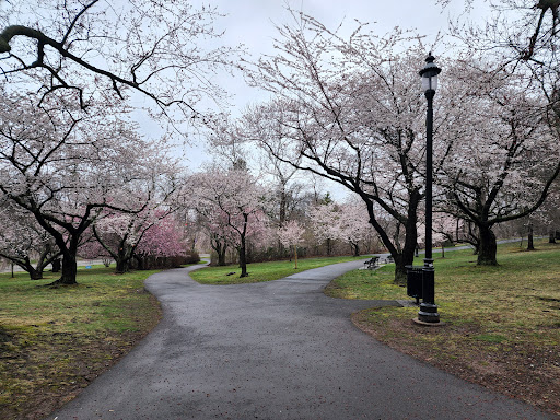 Park «Branch Brook Park», reviews and photos, Lake St & Park Avenue, Newark, NJ 07104, USA