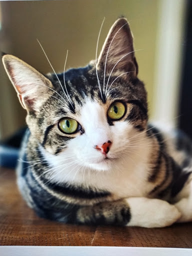 Pet Store «PetSmart», reviews and photos, 147 Bath Rd a140, Brunswick, ME 04011, USA