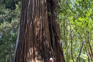 Roys Redwoods Preserve image