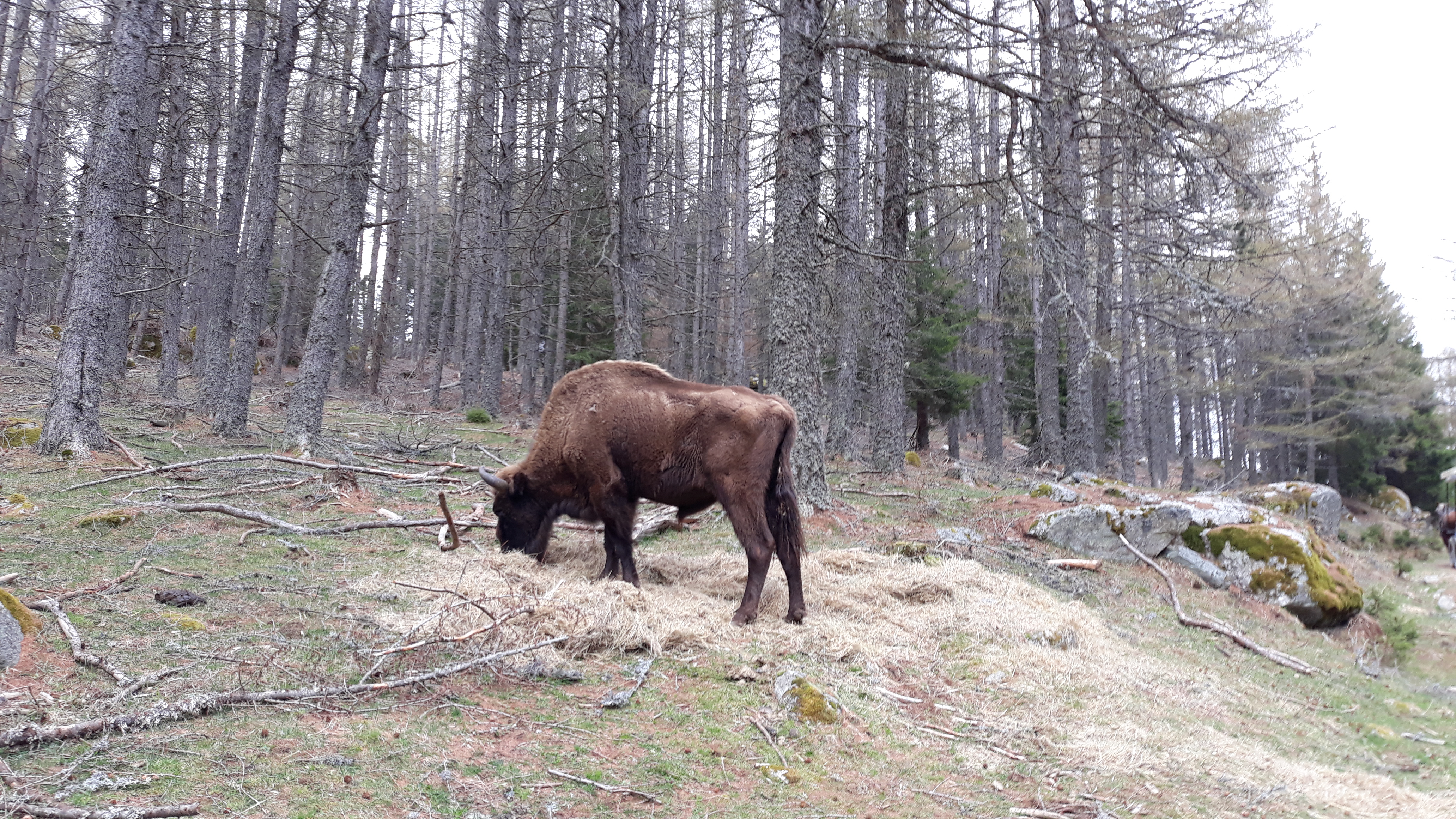 Photo n° 3 de l'avis de Hartas. fait le 03/05/2019 à 15:16