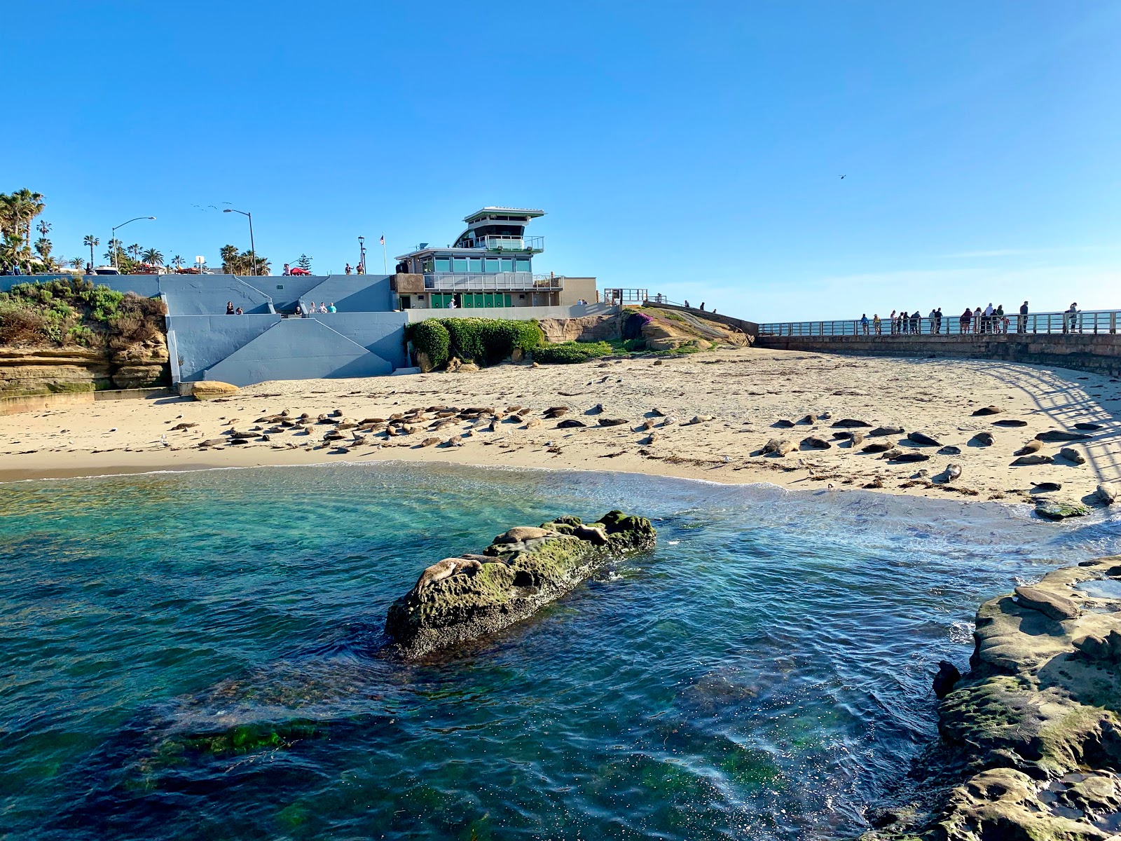 Children's Pool La Jolla beach (La Jolla, California) on the map with photos and reviews🏖️