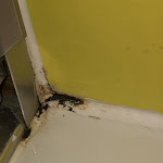 Photo n°3 de l'avis de z. fait le 06/10/2020 à 19:15 sur le  Kreuzblume à Freiburg im Breisgau