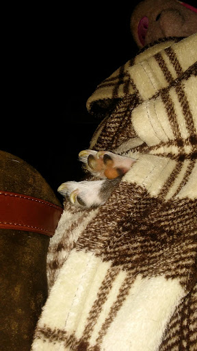 Pet Supply Store «PetSmart», reviews and photos, 198 Promenade Blvd, Flowood, MS 39232, USA