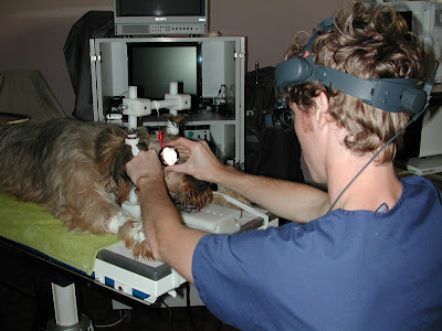 Clinique Vétérinaire VPLUS de Saint-Germain-en-Laye à Saint-Germain-en-Laye