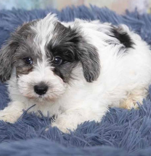 Pet Store «Pet Express», reviews and photos, 100 Independence Way, Danvers, MA 01923, USA